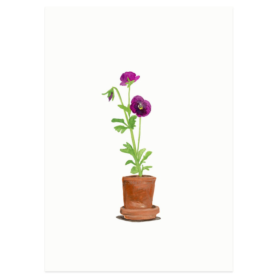 Viooltje
