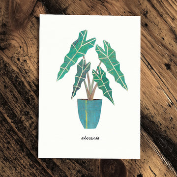 Alocasia