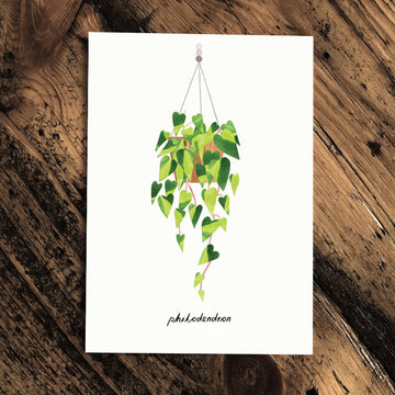 Philodendron