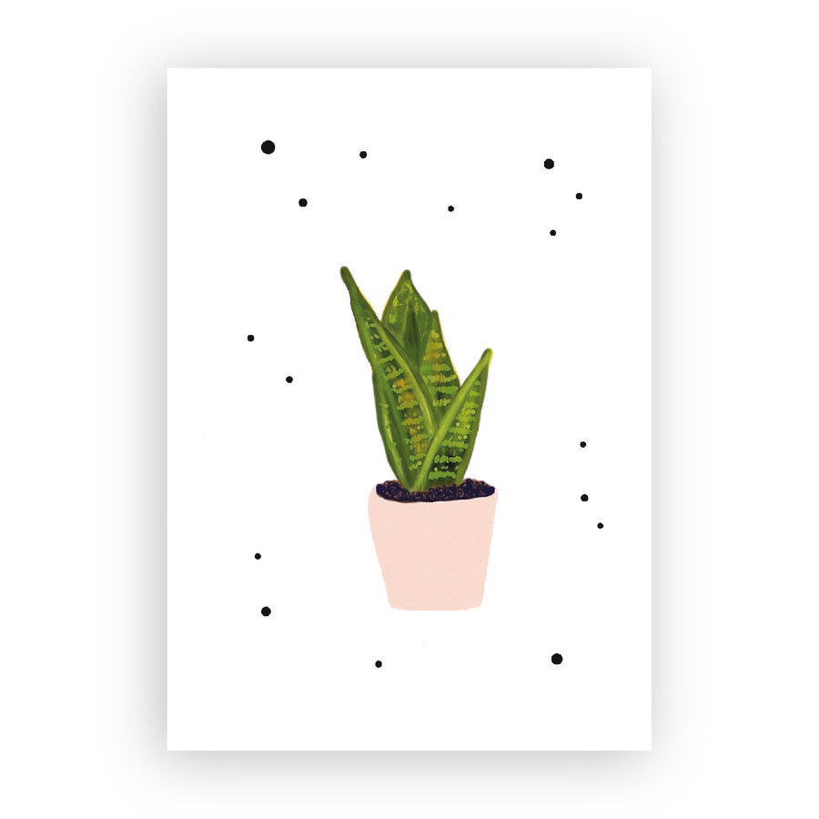 Plantlove Sanseveria